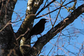 [Bild] Vogelzwitschern